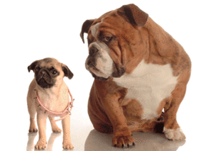 Honden GIF. Dieren Film Schattig Gifs Hond Mopshond Kraag Geprepareerde 