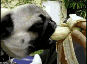 Honden GIF. Dieren Gifs Hond Mopshond 