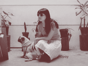Mopshond GIF. Dieren Schattig Gifs Mopshond 