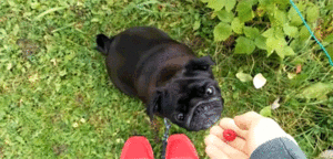 Honden GIF. Dieren Grappig Schattig Gifs Hond Mopshond Trap Jumping Gemengd Stuiterende 