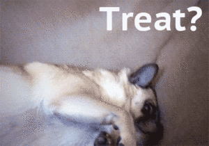 Mopshond GIF. Dieren Honden Water Vervoer Gifs Hond Mopshond Mythen 