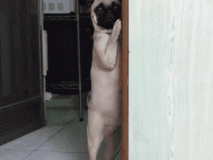 Honden GIF. Dieren Grappig Gifs Hond Mopshond 