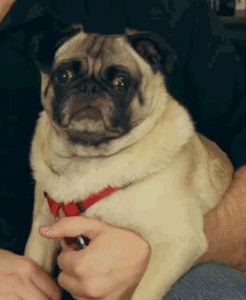 Mopshond GIF. Dieren Zoenen Gifs Hond Mopshond 