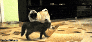 Mopshond GIF. Dieren Grappig Muziek Piano Gifs Hond Mopshond 