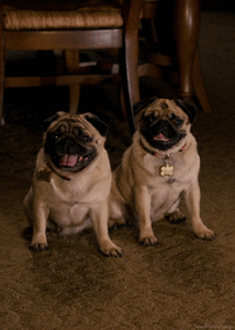Mopshond GIF. Dieren Schattig Puppy Gifs Mopshond De+mijne  Puppies 