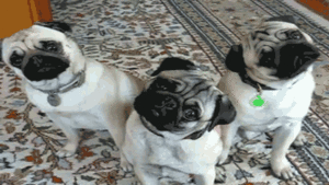 Mopshond GIF. Dieren Gifs Mopshond 