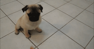Honden GIF. Dieren Gifs Hond Mopshond Knal 