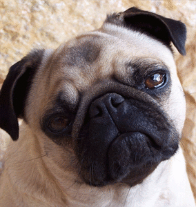 Mopshond GIF. Dieren Gifs Hond Mopshond Opgewonden Trap Stuiteren 