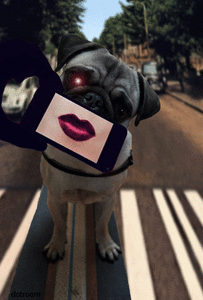 Mopshond GIF. Dieren Gifs Mopshond Handstand 