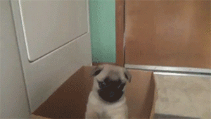 Mopshond GIF. Dieren Gifs Mopshond 