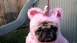Honden GIF. Dieren Gifs Hond Mopshond Likken Scherm 