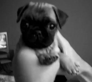 Honden GIF. Dieren Grappig Muziek Piano Gifs Hond Mopshond 