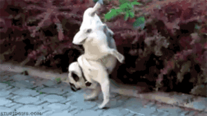 Honden GIF. Dieren Puppy Gifs Hond Mopshond Likken Lappen 