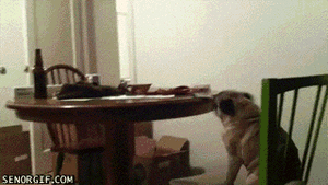 Honden GIF. Dieren Grappig Gifs Hond Mopshond Geen Aminals 