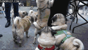 Mopshond GIF. Dieren Gifs Mopshond Handstand 