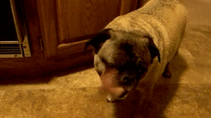 Honden GIF. Dieren Verward Gifs Hond Mopshond 
