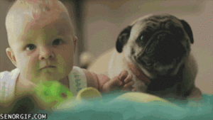 Honden GIF. Dieren Gifs Hond Mopshond Wtf Likken Nieuwsgierig Toilet Halp 