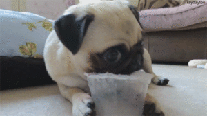 Mopshond GIF. Dieren Gifs Mopshond 