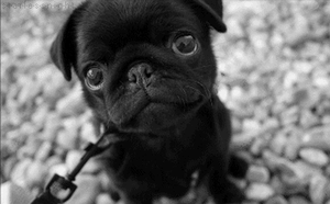 Mopshond GIF. Dieren Puppy Gifs Mopshond 