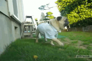 Honden GIF. Dieren Gezicht Gifs Hond Mopshond Eng Dramatisch 