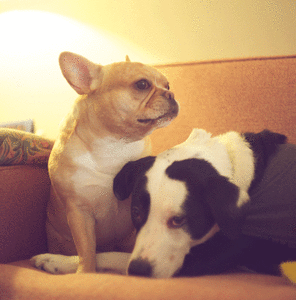Honden GIF. Dieren Schattig Home Ogen Gifs Hond Mopshond Ernstig App Ios Kalm+worden Stillyappcom 