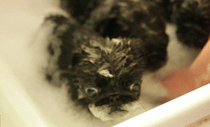 Mopshond GIF. Dieren Schattig Gifs Mopshond Glimlach Puglife Pugs Lovepug Pugly 