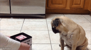 Honden GIF. Dieren Honden Bang Puppy Gifs Hond Mopshond 
