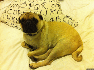 Mopshond GIF. Dieren Broccoli Gifs Hond Mopshond Pablo 