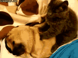 Honden GIF. Dieren Schattig Kat Gifs Hond Mopshond Ontspannen Massage 