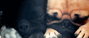 Mopshond GIF. Dieren Grappig Schattig Puppy Camera Gifs Hond Mopshond Aanval Verhuizing 