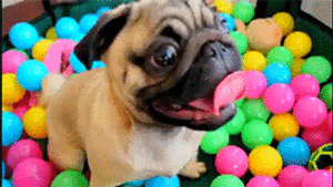 Honden GIF. Dieren Grappig Gifs Hond Mopshond Geen Aminals 
