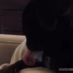Mopshond GIF. Dieren Verward Gifs Hond Mopshond Deur Het+wachten 