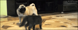 Mopshond GIF. Dieren Gifs Hond Mopshond Verrassing 