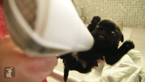 Baby GIF. Dieren Baby Gifs Hond Mopshond Trekken 