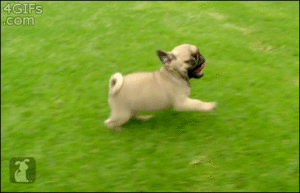 Mopshond GIF. Dieren Spelen Gifs Mopshond Lopend 