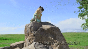 Mopshond GIF. Dieren Tong Gifs Mopshond Het+wachten Levendig 