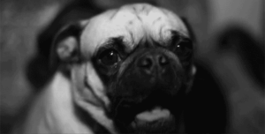Honden GIF. Dieren Gifs Hond Mopshond Glimlach 