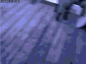 Honden GIF. Dieren Gifs Hond Mopshond Knal 