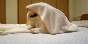 Honden GIF. Dieren Grappig Schattig Gifs Hond Mopshond Dans 
