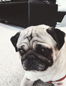 Mopshond GIF. Dieren Gifs Mopshond Pattycake 