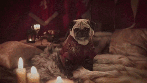Honden GIF. Dieren Cartoons Kawaii Gifs Hond Mopshond Nee Frederatorblog Animaties Cartoonhangover 