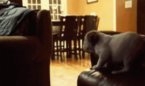 Honden GIF. Dieren Gifs Hond Mopshond Vangst 