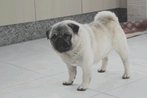 Mopshond GIF. Dieren Gifs Mopshond 