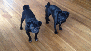 Mopshond GIF. Dieren Gifs Hond Mopshond Vangst 
