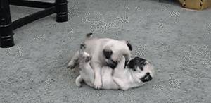 Mopshond GIF. Dieren Dansen Blij Gifs Mopshond 