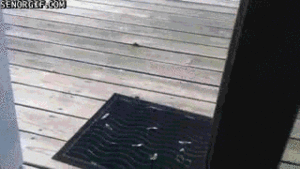 Mopshond GIF. Dieren Verward Gifs Hond Mopshond Deur Het+wachten 