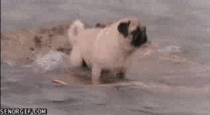 Mopshond GIF. Dieren Zee Gifs Mopshond Zeeschildpad 