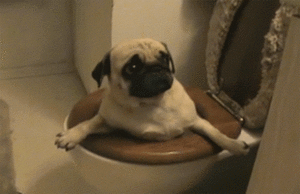 Honden GIF. Dieren Gifs Hond Mopshond 