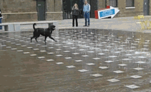 Mopshond GIF. Dieren Grappig Schattig Gifs Hond Mopshond Dans 