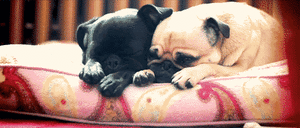Mopshond GIF. Dieren Zee Gifs Mopshond Zeeschildpad 